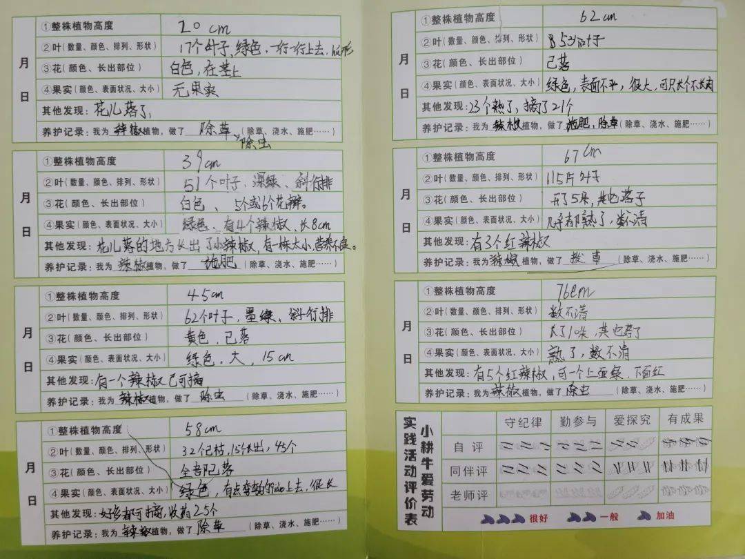 灭虫记录表(灭虫记录表飞虫怎么写)
