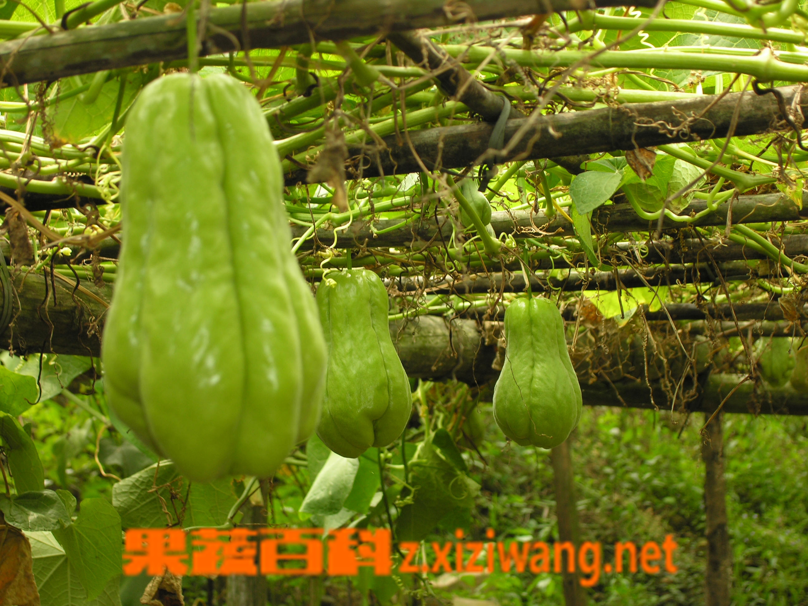 乳瓜种植栽培技术中怎么留瓜的简单介绍