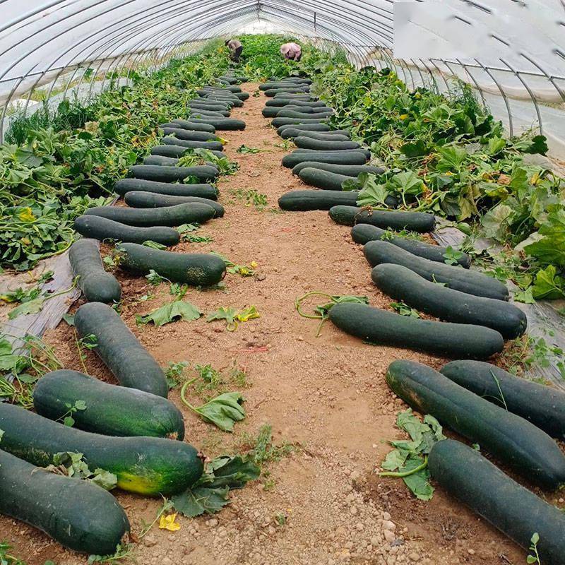 乳瓜种植栽培技术中怎么留瓜的简单介绍