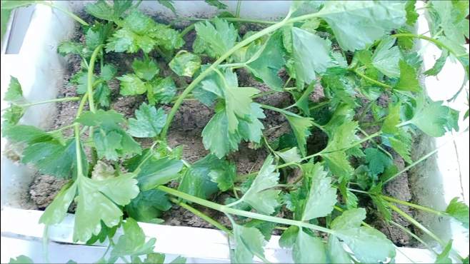 芹菜移栽方法视频(芹菜移栽方法视频播放)