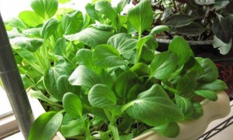 花和菜能一起种植吗(花和菜能一起种植吗图片)