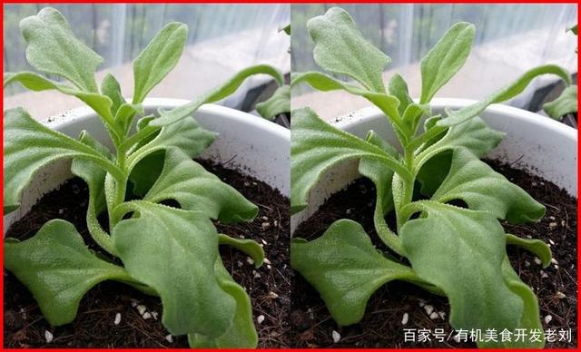 花和菜能一起种植吗(花和菜能一起种植吗图片)