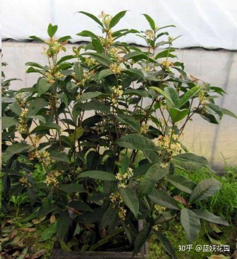 桂花夏季可以施肥吗(桂花夏季可以施肥吗北方)