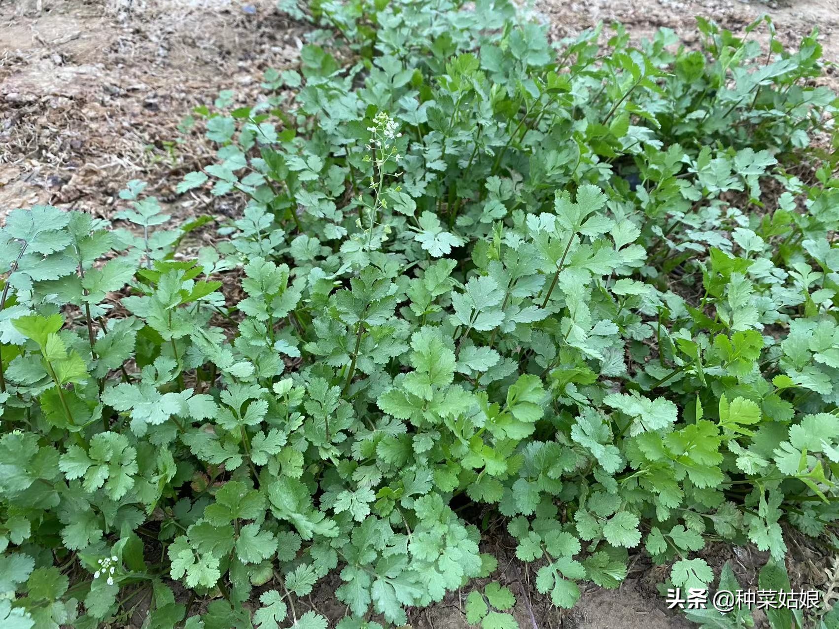 冬天种菠菜的方法(冬天种菠菜种植技术和时间)