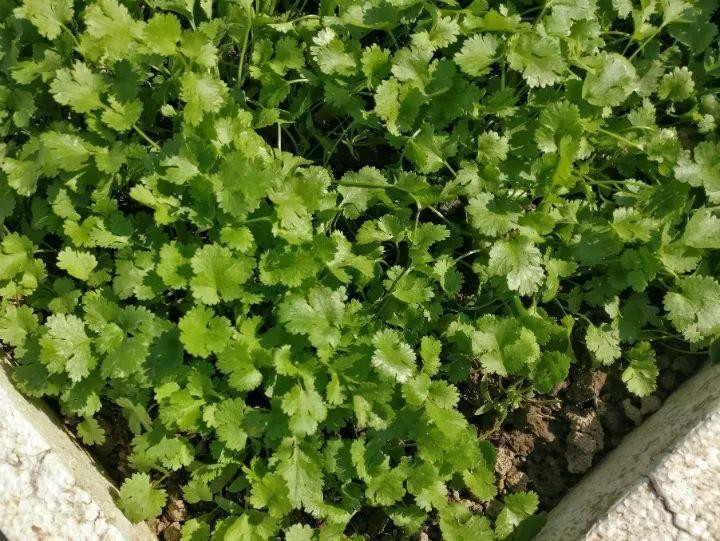 冬天种菠菜的方法(冬天种菠菜种植技术和时间)