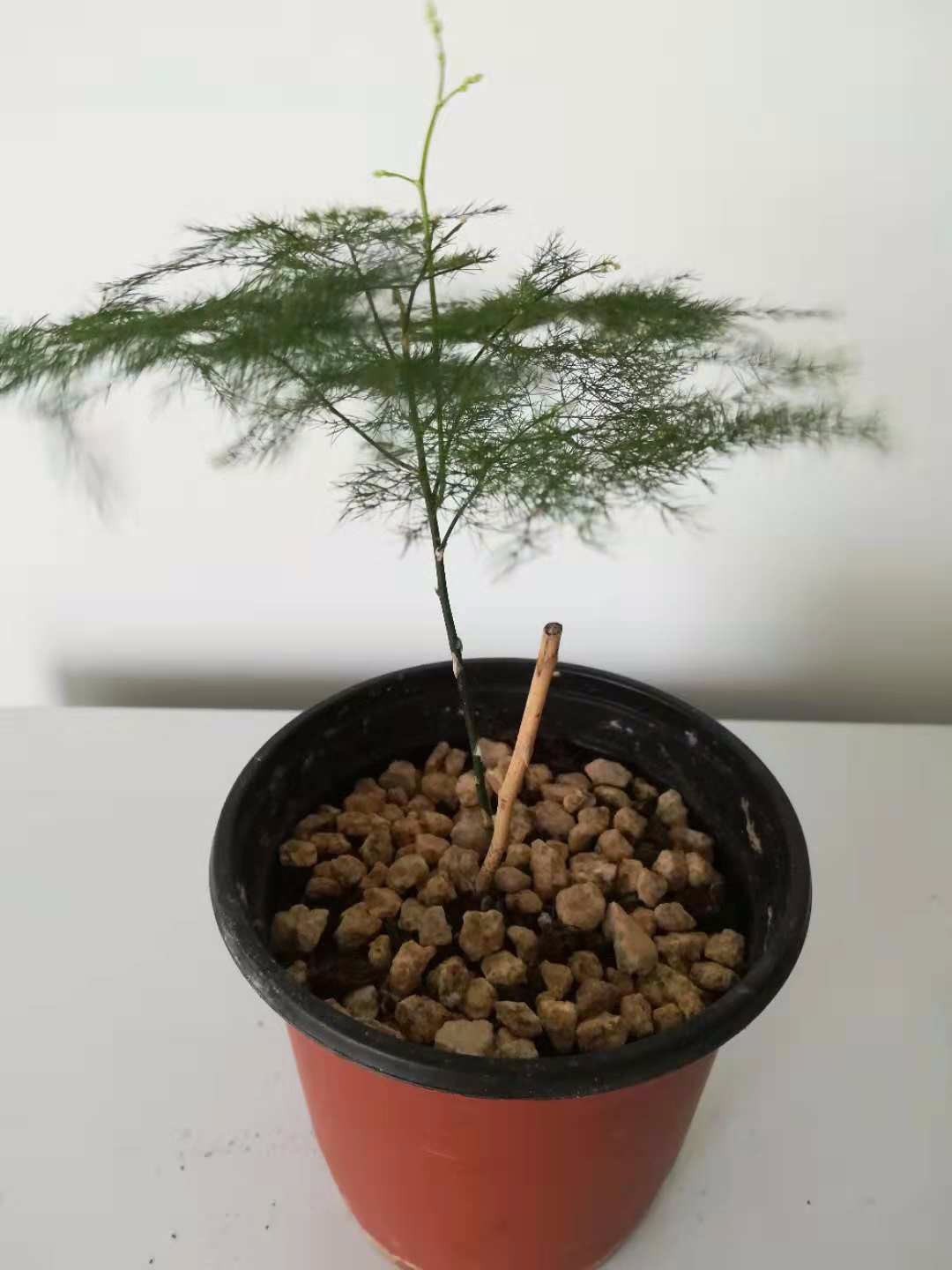 文竹的施肥方法(文竹的施肥方法视频)
