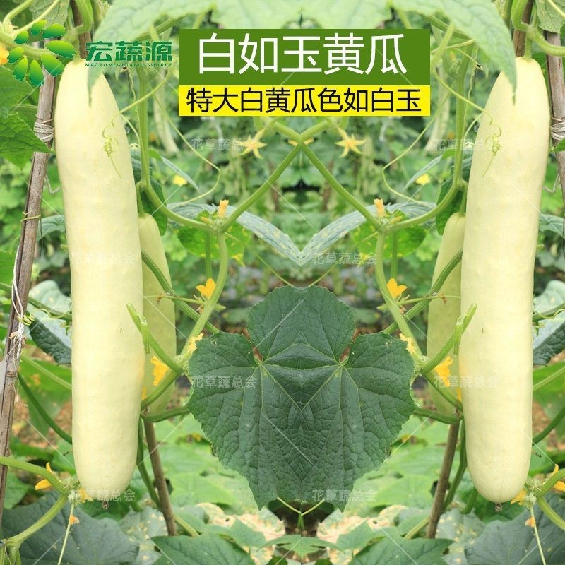 黄瓜籽怎么播种(黄瓜籽怎么播种视频)
