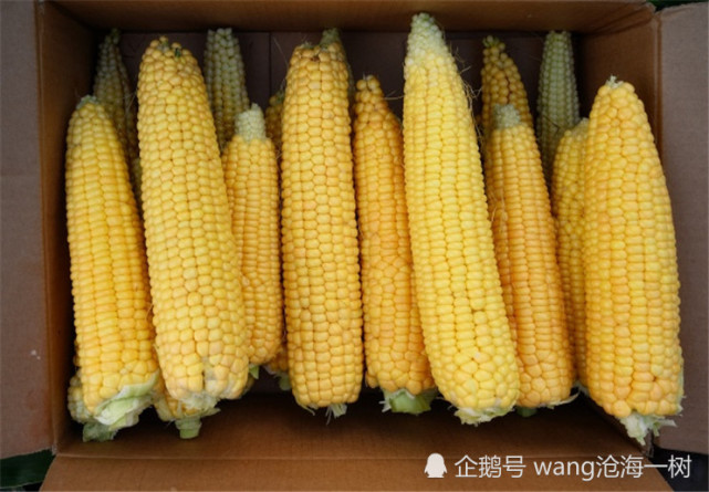 甜玉米是转基因玉米吗(甜玉米是转基因玉米吗能吃吗)
