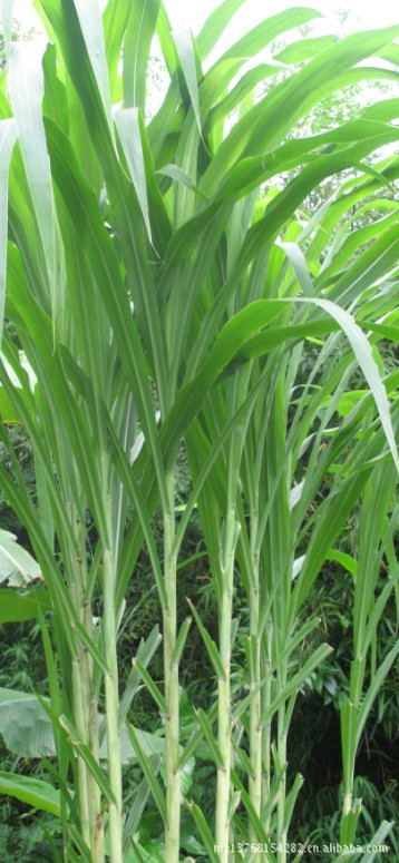 甜象草的栽培技术(甜象草种子种植方法)