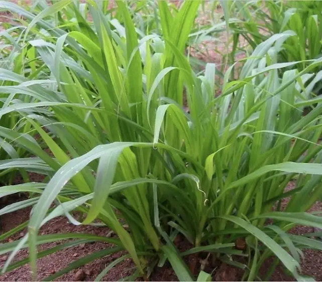 甜象草的栽培技术(甜象草种子种植方法)