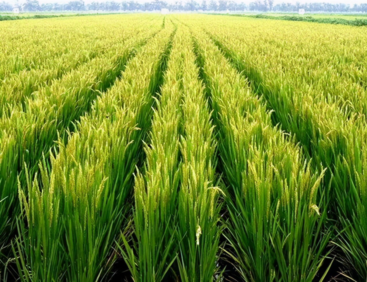 水稻栽培技术要点(水稻栽培技术要点分析 文献综述)