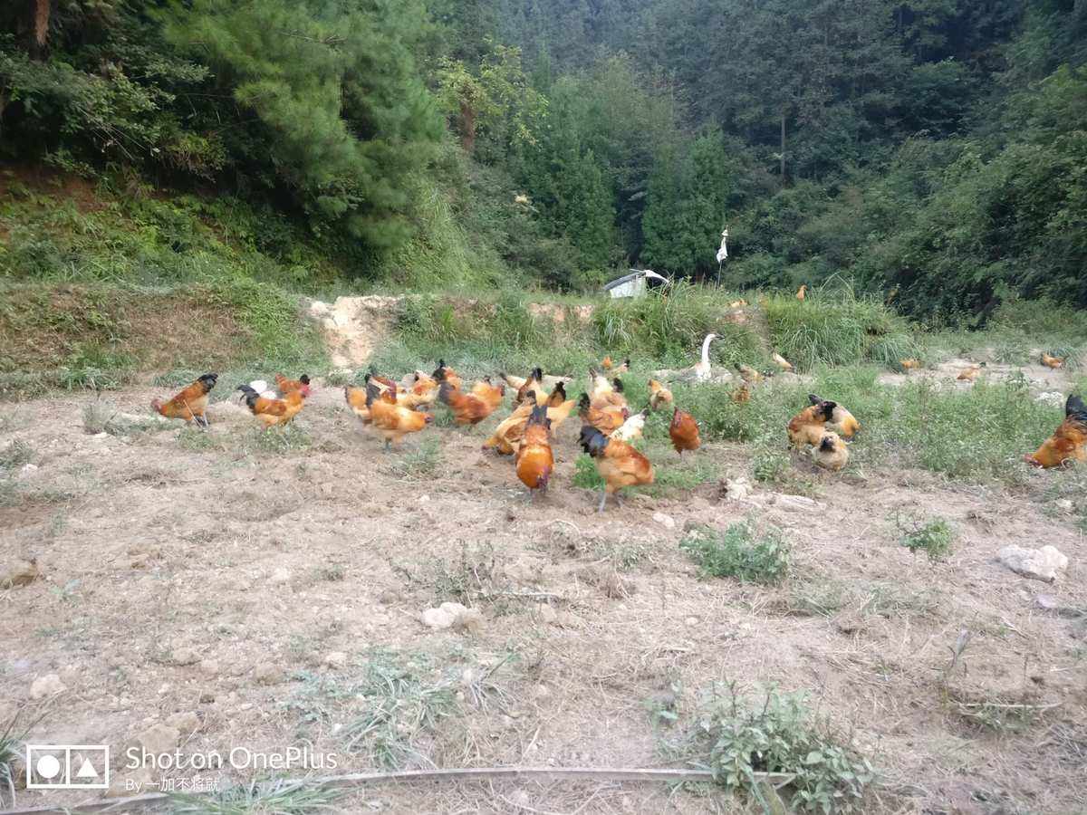 山上养殖鸡(在山上散养鸡挣钱吗)