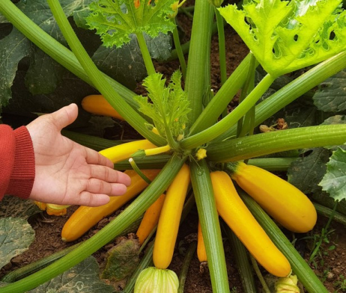 菜瓜的种植与管理(菜瓜的种植与管理技术)