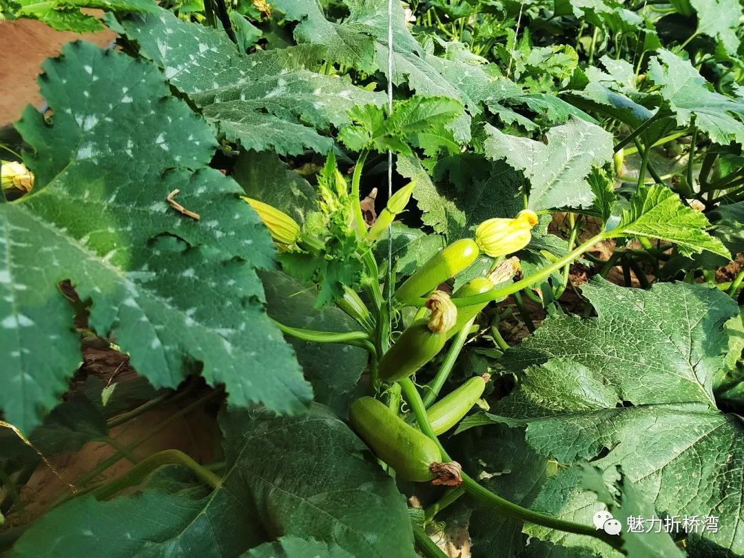 菜瓜的种植与管理(菜瓜的种植与管理技术)