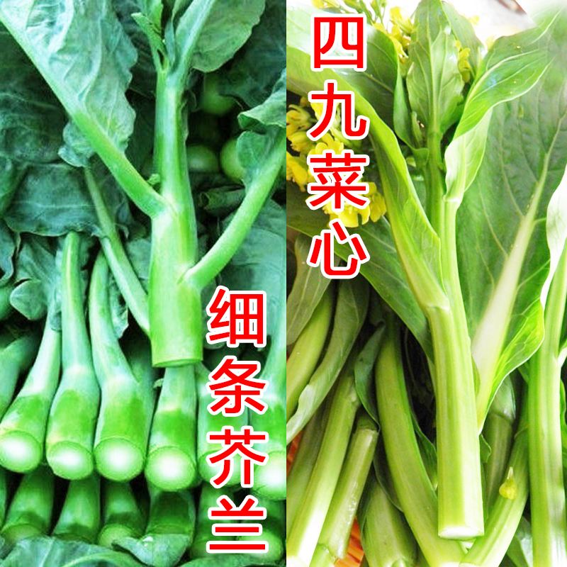 芥菜是芥兰吗(芥兰菜属于什么类)