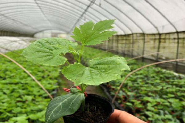 苦瓜怎样种植发芽快(苦瓜怎样种植发芽快一些)