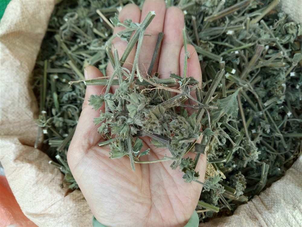 防风草价格(防风草价格是多少)