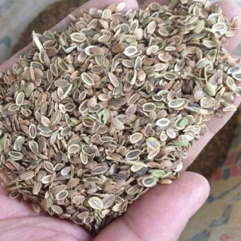 防风草价格(防风草价格是多少)