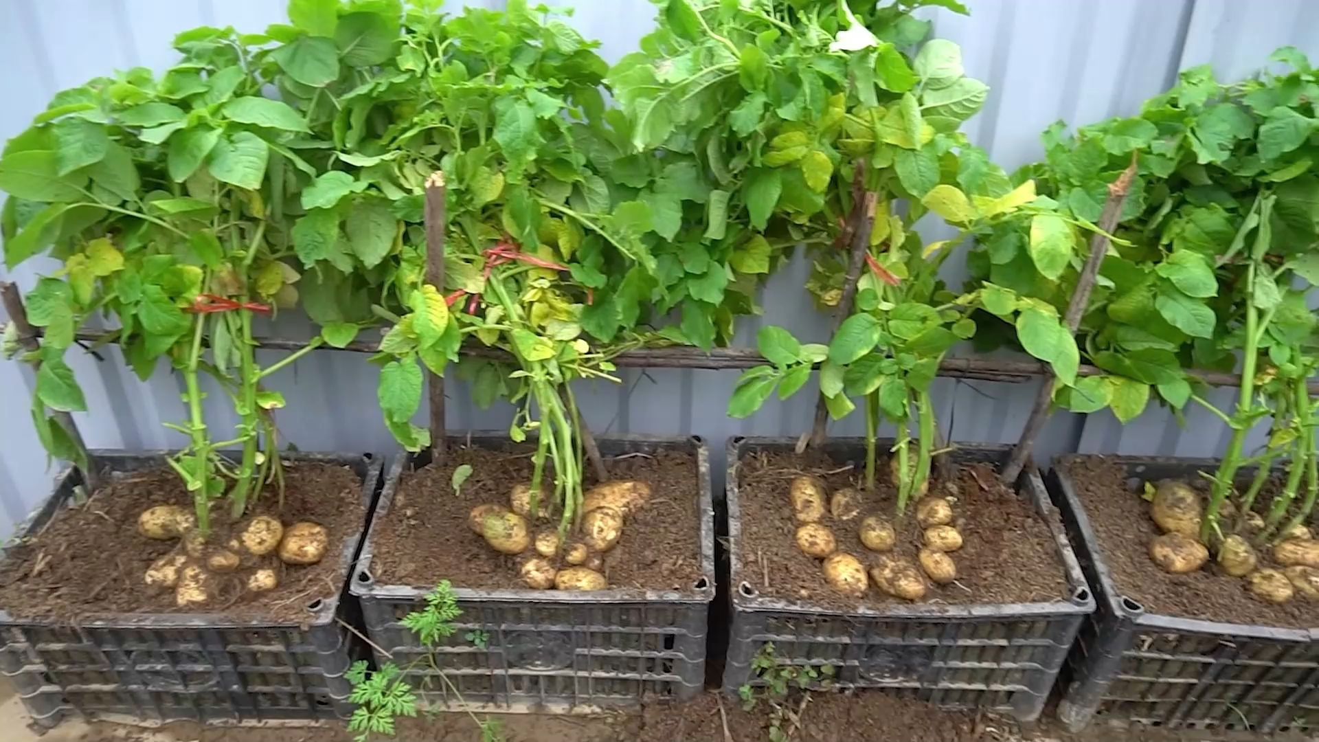 家里怎么种土豆(家里怎么种土豆才能发芽)