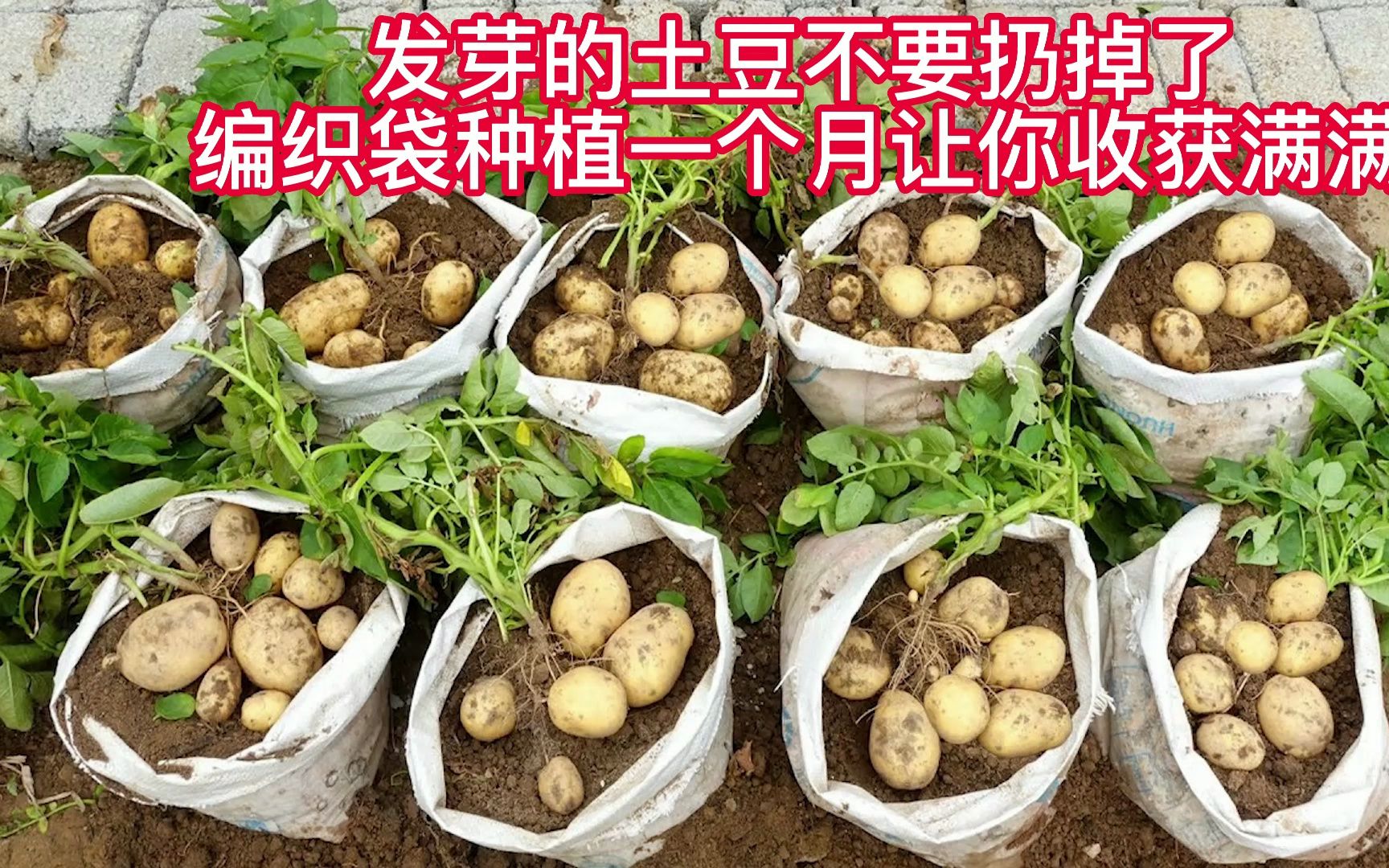 家里怎么种土豆(家里怎么种土豆才能发芽)