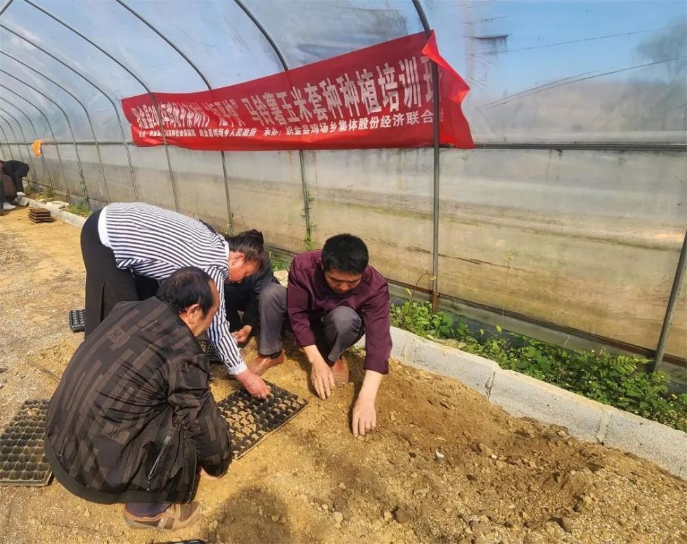 马铃薯种植培训(马铃薯种植培训班)