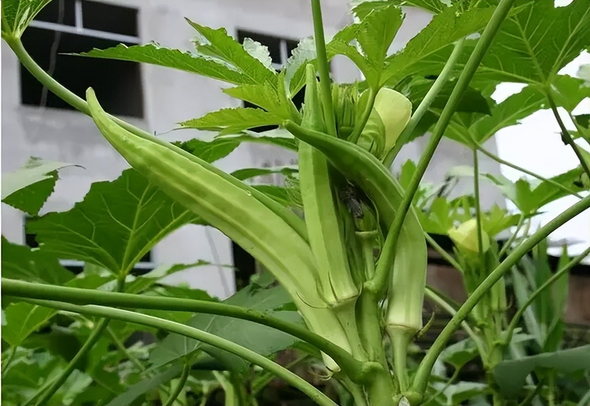 阳台种植秋葵(阳台种植秋葵叶片鸡爪裂了怎么办)