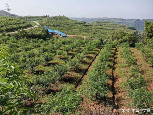 花椒怎样施肥(花椒怎样施肥最有效)