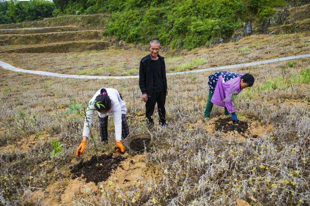 花椒怎样施肥(花椒怎样施肥最有效)