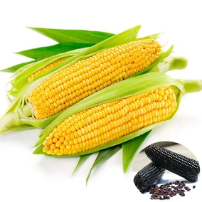糯玉米还是水果玉米(糯玉米还是水果玉米热量高)