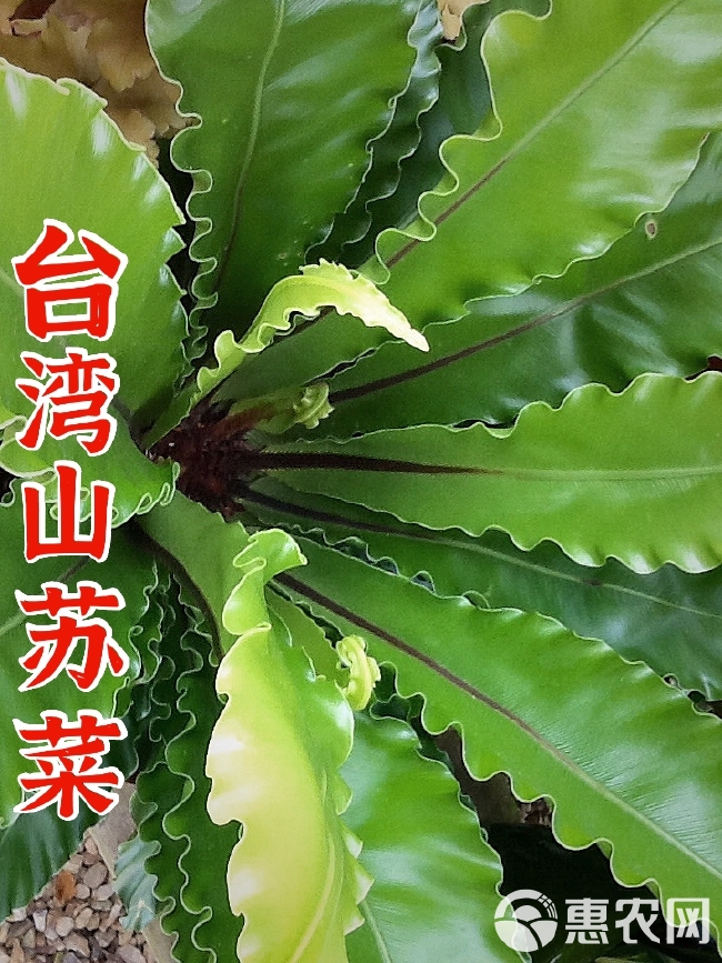山苏菜种植方法(山苏菜的做法步骤)