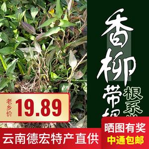 山苏菜种植方法(山苏菜的做法步骤)