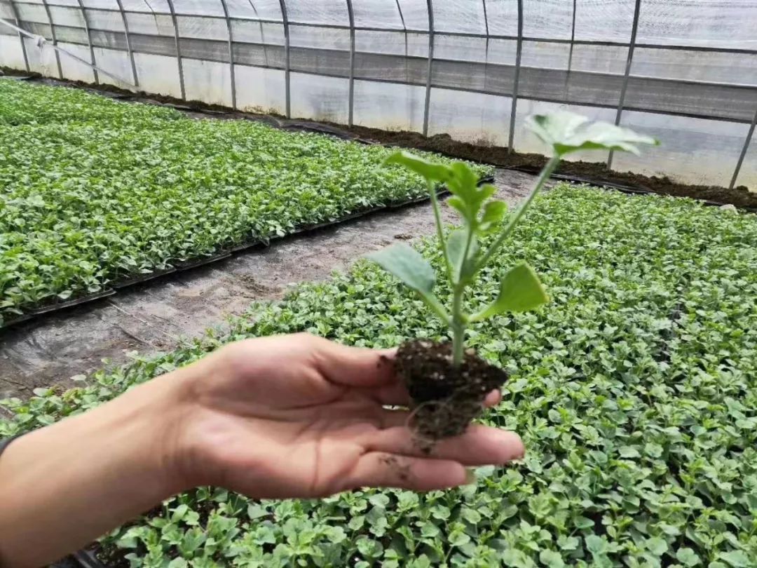 大棚怎样种植西瓜(大棚西瓜种植技术大全)