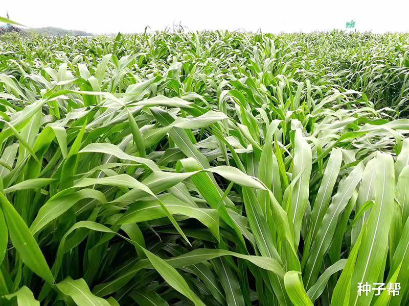 青储玉米种子什么品种好(青储玉米和普通玉米种植区别)