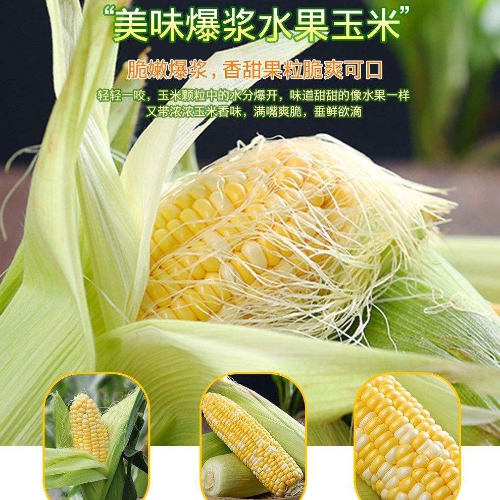云南爆浆水果玉米(云南水果玉米的功效)