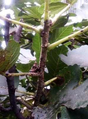 无花果病害防治与用药(无花果病害防治与用药方案)