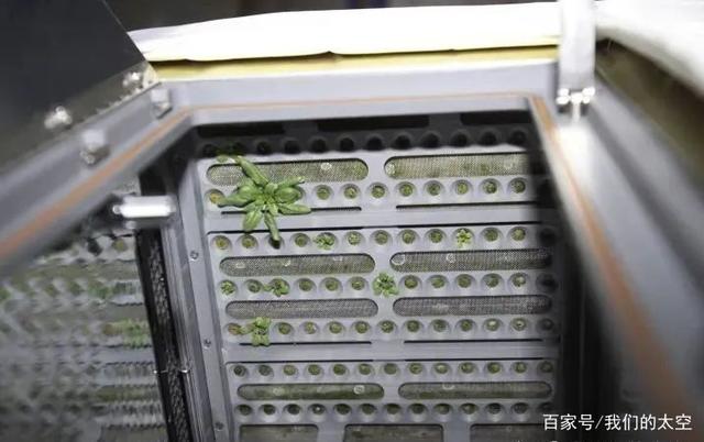 太空舱种植蔬菜(在太空种蔬菜会有什么变化)