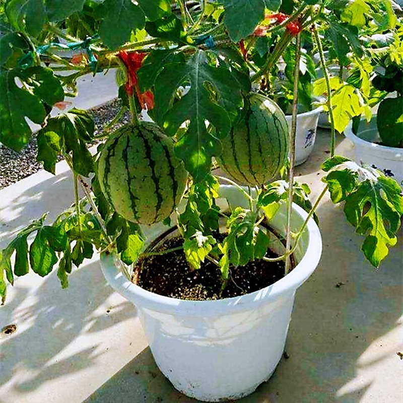 怎样种植露天麒麟瓜(怎样种植露天麒麟瓜树)