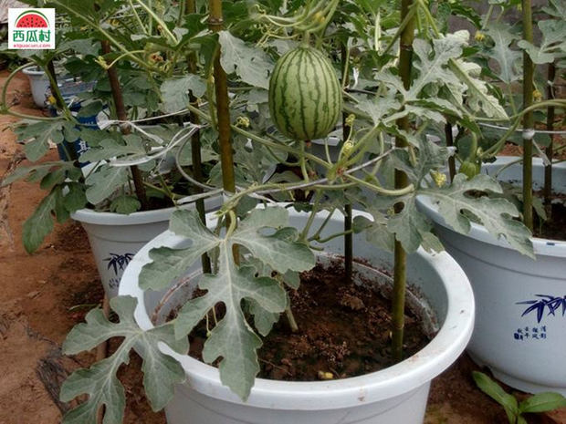 怎样种植露天麒麟瓜(怎样种植露天麒麟瓜树)