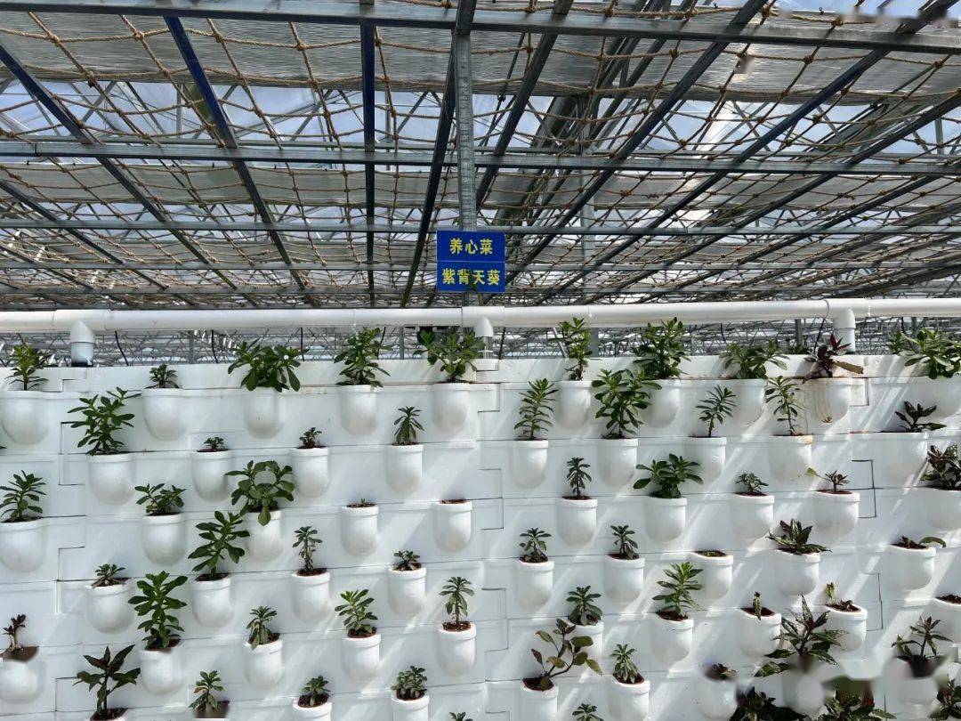 玻璃房种蔬菜(阳光玻璃房种菜好吗)