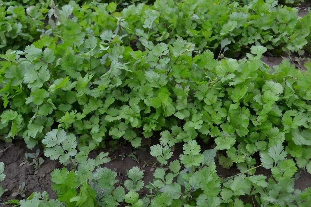 春季香菜的种植方法和时间(春季香菜的种植方法和时间介绍)
