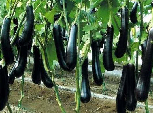 北方冬季种植什么蔬菜(北方冬天种植什么蔬菜最好)