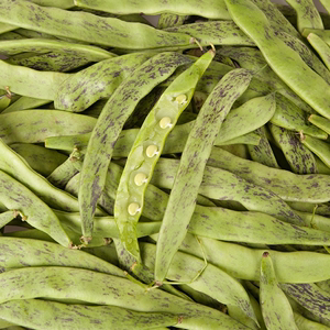北方豆角图片(北方豆角叫什么)