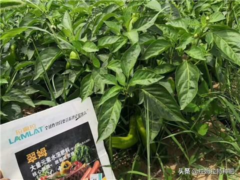 种辣椒施什么肥料好(辣椒用什么肥料长得又肥又壮)