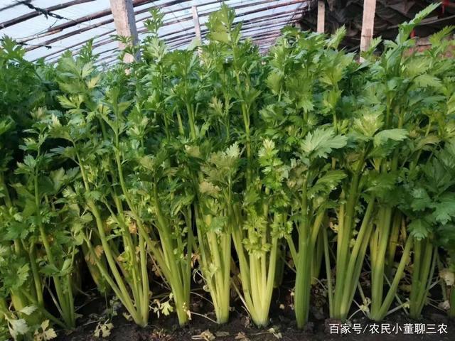 芹菜能种活吗(芹菜可以栽种吗)