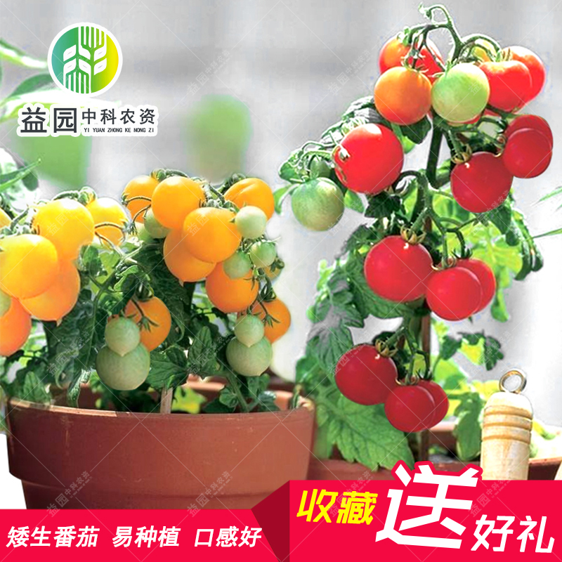 种植矮番茄总结(种植矮番茄总结与感悟)
