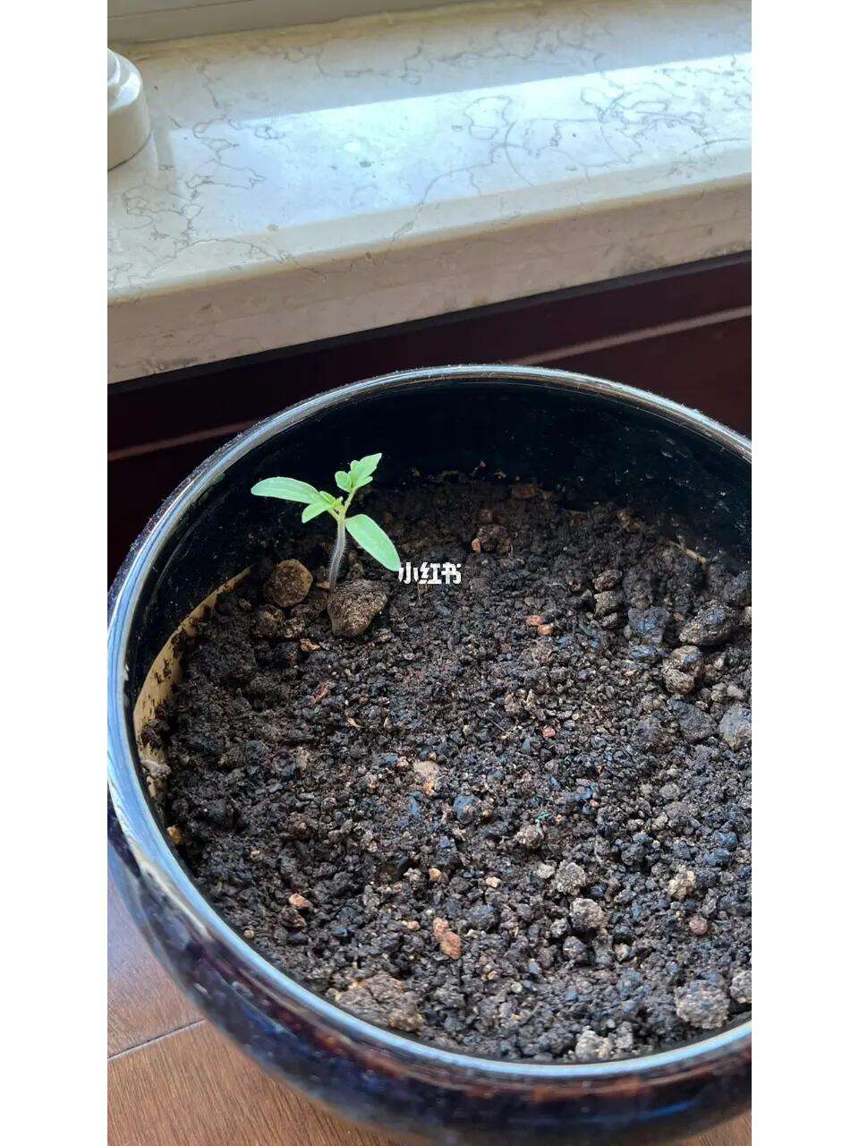 种植矮番茄总结(种植矮番茄总结与感悟)