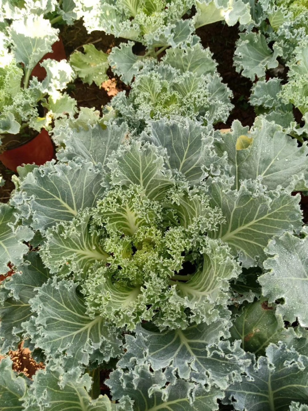 羽衣甘蓝栽培方法(羽衣甘蓝的栽培技术)