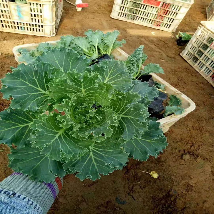 羽衣甘蓝栽培方法(羽衣甘蓝的栽培技术)