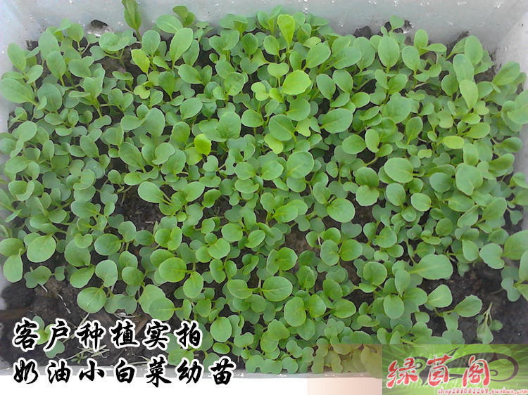 如何种小青菜种子(如何种青菜种子视频)