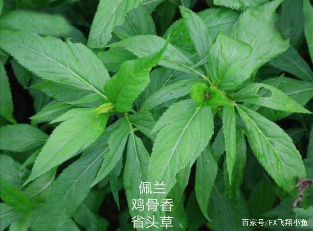 化骨草的功效(化骨草的功效与图片)